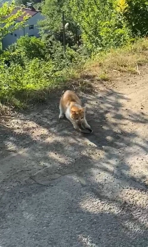 Kedinin yılanı avladığı anlar kamerada
