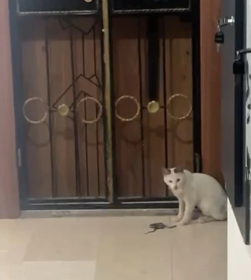 Kedinin yılanla oyunu kamerada
