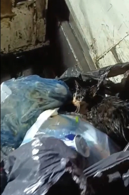 Kediyi poşete koyup çöpe attılar
