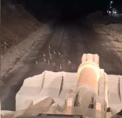 Keklik yavrularını fark edince çalışmasını durdurdu
