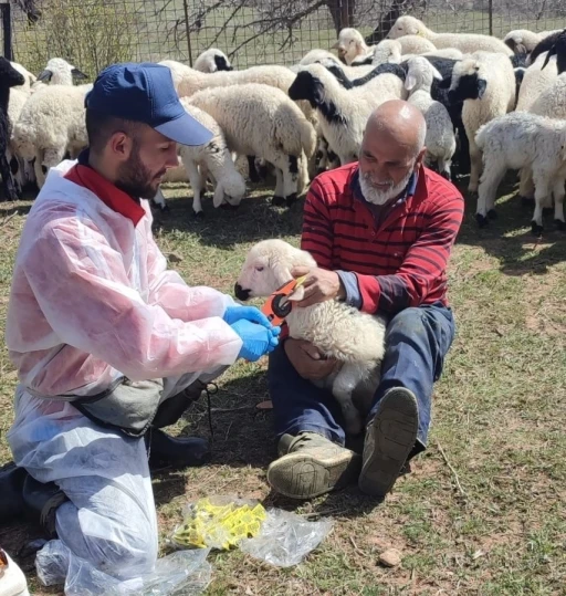 Kemah&rsquo;ta k&uuml;&ccedil;&uuml;kbaş hayvanlar aşılanarak k&uuml;peleniyor
