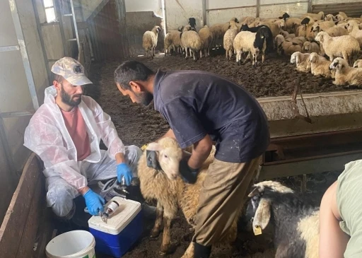 Kemah&rsquo;ta k&uuml;&ccedil;&uuml;kbaş hayvanlar i&ccedil;in sağlık taraması yapıldı
