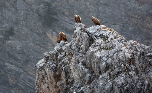 Kemaliye’de göçmen akbabalar görüntülendi
