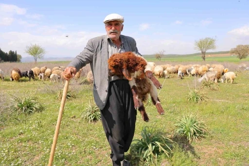 Kendi hayvanlarına çobanlık yapan Hüseyin dede: &quot;Hayvancılık el işinden çok güzeldir&quot;
