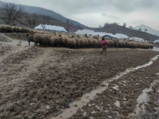 Kendisi k&uuml;&ccedil;&uuml;k y&uuml;reği b&uuml;y&uuml;k: Minik Zeynep&rsquo;in yeni doğan kuzuyu soğuktan korumak i&ccedil;in g&ouml;sterdiği &ccedil;aba duygulandırdı
