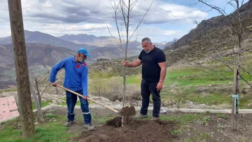 Kendisi yurt dışında ancak her yıl memleketine ağaç diktiriyor
