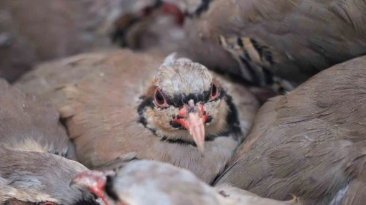 Kenelere karşı mücadele sürüyor: 1 milyona yakın keklik doğaya salındı
