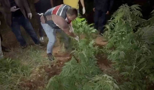 Kenevir bahçesine çevirilen eve jandarmadan operasyon: 2 gözaltı

