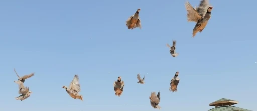 Keneye karşı doğaya keklik salma faaliyetleri devam ediyor
