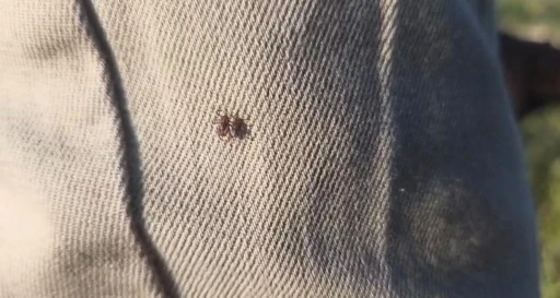 Keneye karşı uyarırken bile &uuml;zerinde kene gezdi
