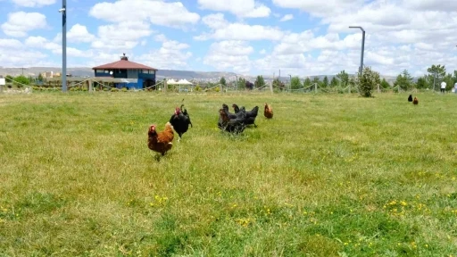 Keneyle m&uuml;cadelede gezici tavuk k&uuml;mesi uygulaması
