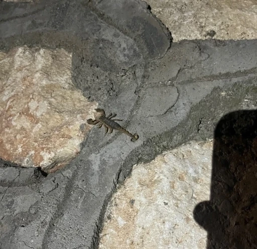 Kentin bir&ccedil;ok farklı noktalarında akrepler g&ouml;r&uuml;l&uuml;yor
