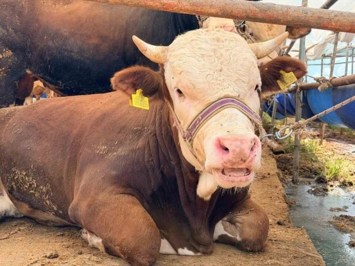 Kepez&rsquo;de Kurban Bayramı hazırlıkları tamam
