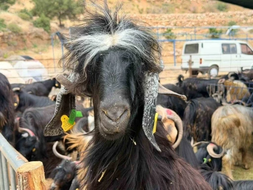 Kepez&rsquo;in kurban pazarları hizmette
