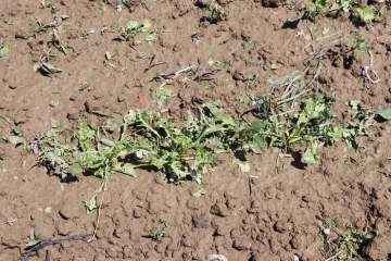 Keşan’da dolu bin 500 dekar ekili arazide zarara yol açtı
