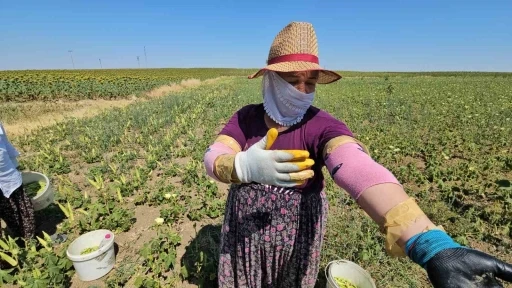 Keşan’ın altın değeri: Siğilli bamyası tarladan sofraya alın teriyle geliyor

