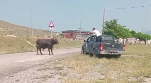 Kesimden kaçan tosun, uyuşturucu iğneyle sakinleştirildi
