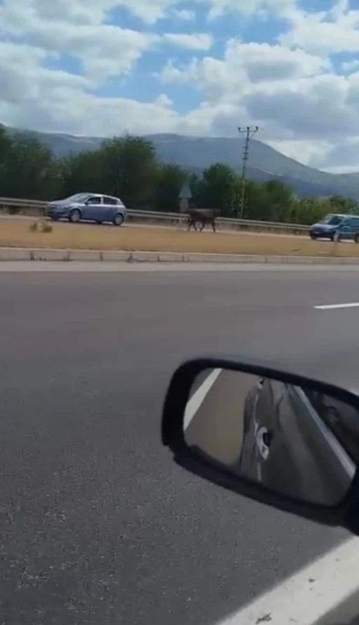 Kesime götürülürken kaçan boğa trafiğe çıktı
