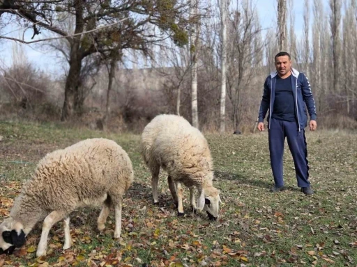 Kesmek i&ccedil;in aldığı koyunlara şimdi antren&ouml;rl&uuml;k yapıyor
