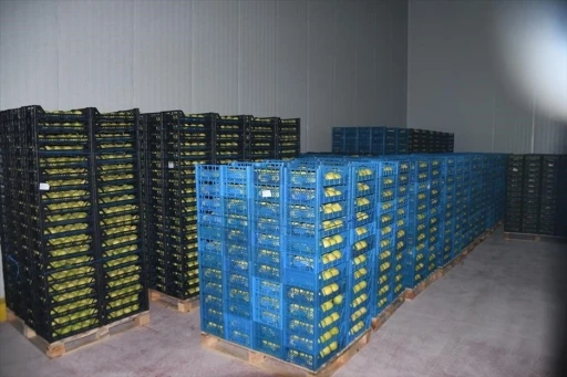 Kestel&rsquo;e 400 milyon liralık dev meyve tesisi kuruluyor
