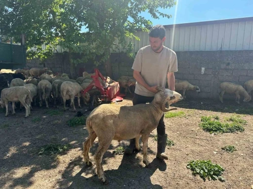 Kestirmek isteyene kırsalda kurbanlık 20 bin liradan başlıyor
