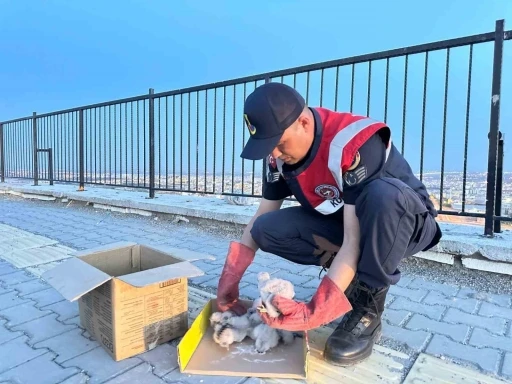 Kilis’te 4 kartal yavrusu yol kenarında bulundu
