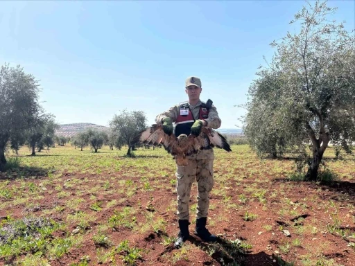 Kilis&rsquo;te yaralı kızıl şahin bulundu
