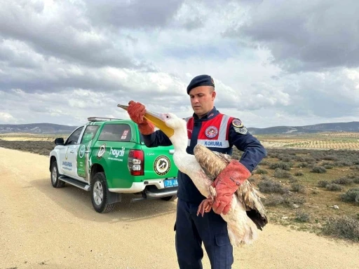 Kilis’te  yaralı pelikanın imdadına ekipler yetişti
