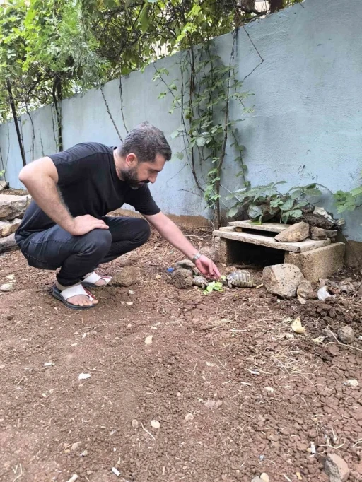 Kıraathane sahibi aç kalan kaplumbağaları sahiplendi

