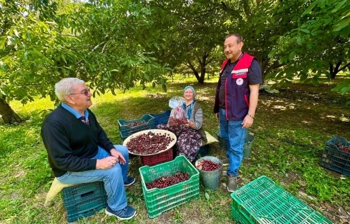 Kiraz bah&ccedil;elerinde hasat &ouml;ncesi pestisit denetimi
