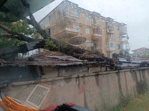 Kırıkkale’de fırtına ağacı devirdi
