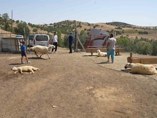Kırıkkale’de iki ayrı besicinin 210 hayvanı telef oldu: 63 yaşındaki kadın gözyaşlarını tutamadı
