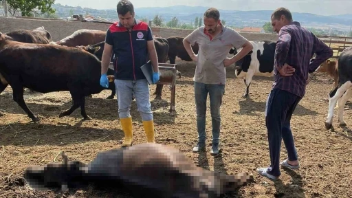 Kırıkkale’de yıldırım düşmesi sonucu 6 büyükbaş hayvan telef oldu
