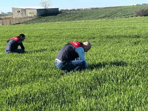 Kırklareli&rsquo;de tarım arazilerinde denetim: Kanola ve hububat ekilişleri incelendi
