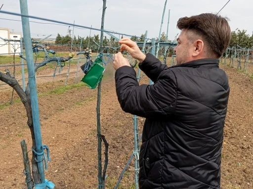 Kırklareli’nde kahverengi kokarca böceği zararlarına karşı önlem alındı
