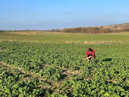 Kırklareli&rsquo;nde kanola gelişimi inceleniyor
