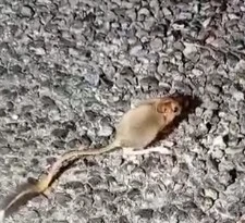 Kırmızı listede yer alıyor, Tunceli’de görüntülendi
