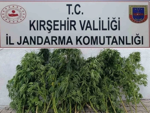 Kırşehir’de 48 kök kenevir ele geçirildi
