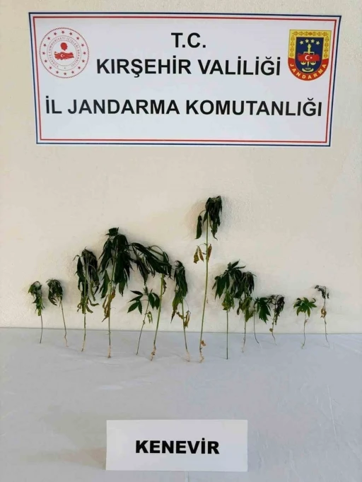 Kırşehir&rsquo;de bah&ccedil;eye ekili kenevir ele ge&ccedil;irildi
