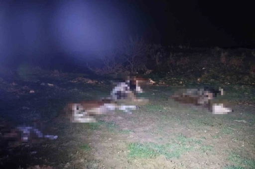 Kırşehir&rsquo;de bulunan 13 cansız hayvan jandarmayı harekete ge&ccedil;irdi
