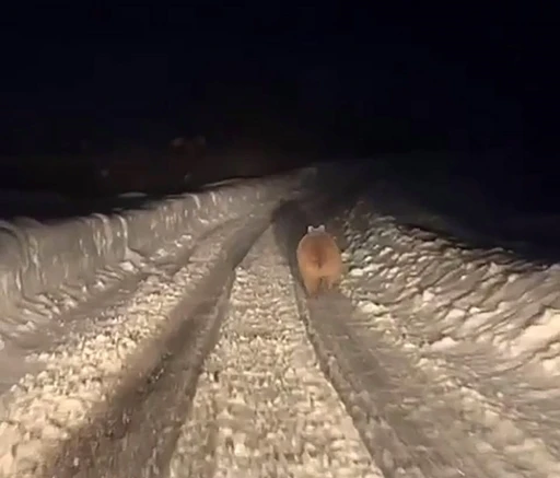 Kış uykusuna yatmayan ayı b&ouml;yle g&ouml;r&uuml;nt&uuml;lendi
