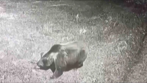 Kış uykusuna yatmayan ayıya b&ouml;yle seslendi: "Kocaoğlan git yerinde yat, uyu"
