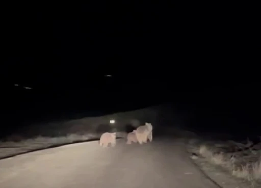 Kış uykusundan uyanan ayı ve yavruları yemek ararken g&ouml;r&uuml;nt&uuml;lendi
