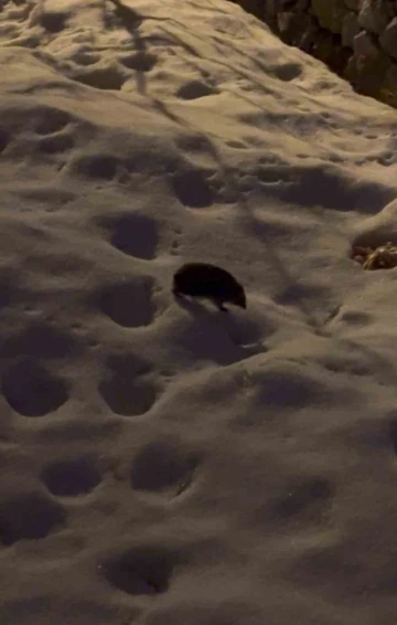 Kış uykusundan uyanan kirpi kar üzerinde yolunu şaşırdı
