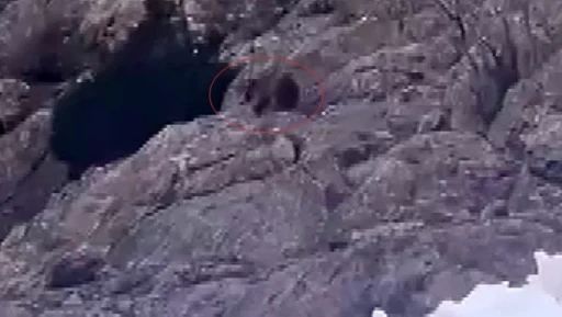 Kış uykusundan uyandı, kar &uuml;st&uuml;nde yiyecek aradı

