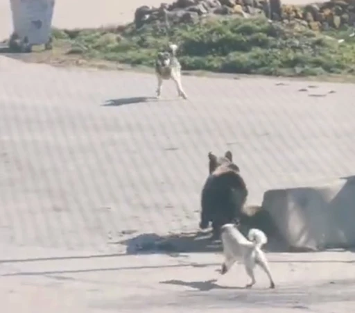 Kış uykusundan uyanıp köye inen ayıyı köpekler kovaladı: O anlar kamerada
