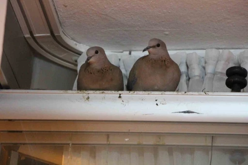 Kışın ortasında balkon camını kapatmıyorlar, nedeni ise &ccedil;ifte kumrular
