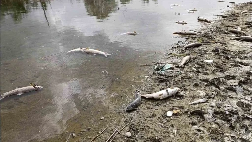 Kızılırmak Nehri’nde elektrik akımıyla avlanan şahıslar onlarca balığı telef etti
