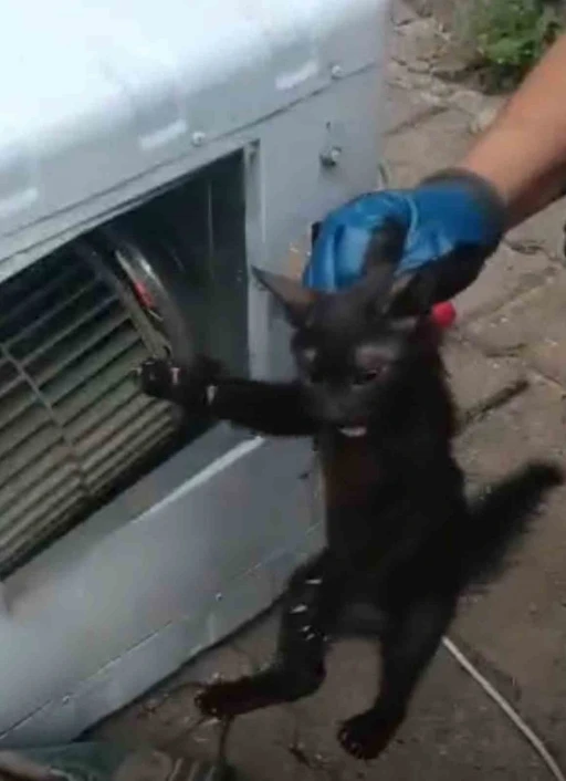 Klimanın motoruna sıkışan kedi için ekipler seferber oldu
