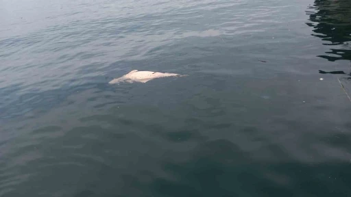 Kocaeli&rsquo;de kıyıya s&uuml;r&uuml;klenen &ouml;l&uuml; yunus g&ouml;r&uuml;nt&uuml;lendi
